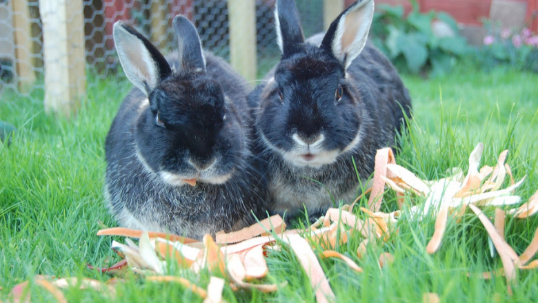 Полова система на зайците - особенности