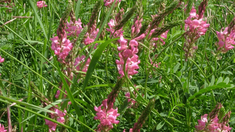 Еспарзета - едно от най-ценните фуражни растения