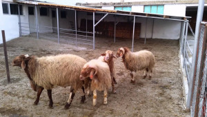 Аваси - порода овце за мляко - Agri.bg