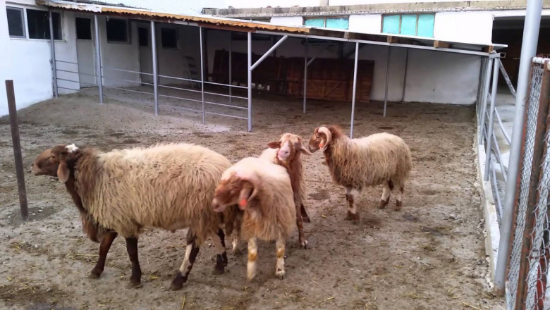 Аваси - порода овце за мляко