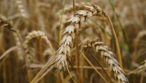Пшеница: Какви изненади се готвят на зърнените борси? - Agri.bg