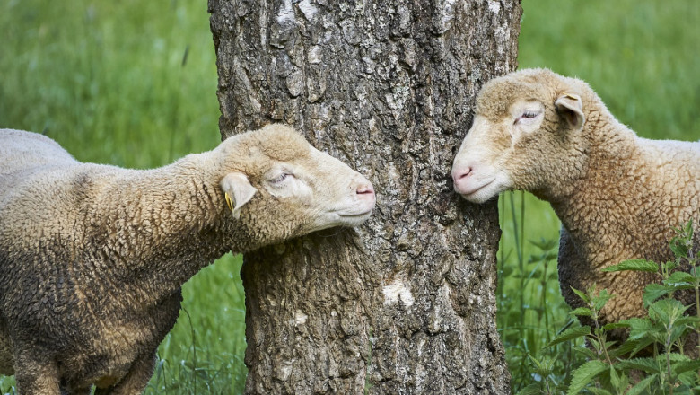 Окомерна преценка на екстериора на овцете