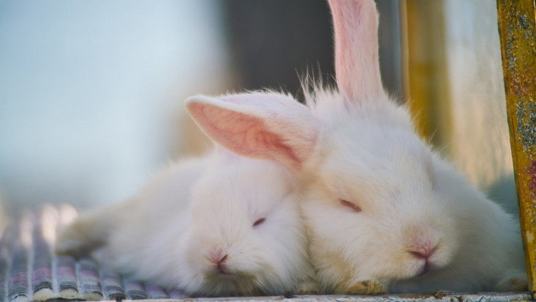Как да се справим с крастата по зайците
