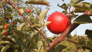 Определяне на оптималната беритбена зрелост на ябълките - Agri.bg