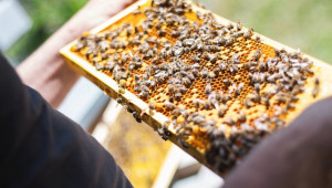 Сензори улесняват подвижното пчеларство