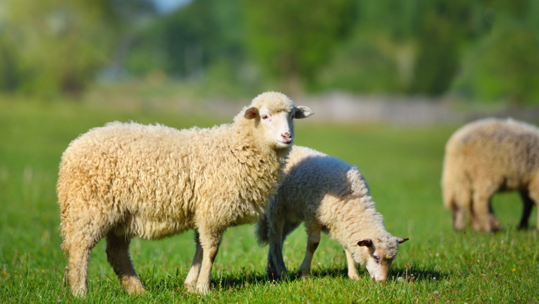 Наредба 44 – облекчават животновъди с правилно тълкуване на закона