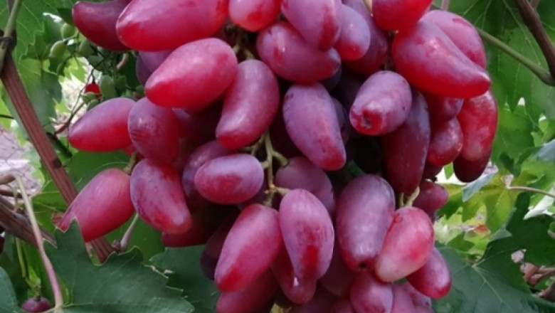 Вижте петте най-гигантски сорта грозде