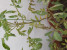 Съхнене на листата на домати в саксия -  Снимка 3
