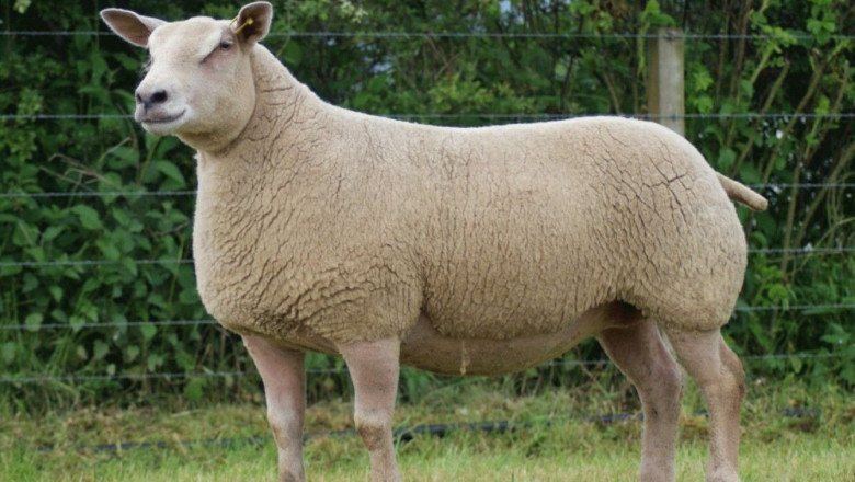 Мутон Шароле - порода овце специализирана за производство на месо