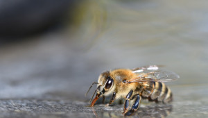 Хранило-поилки за пчели