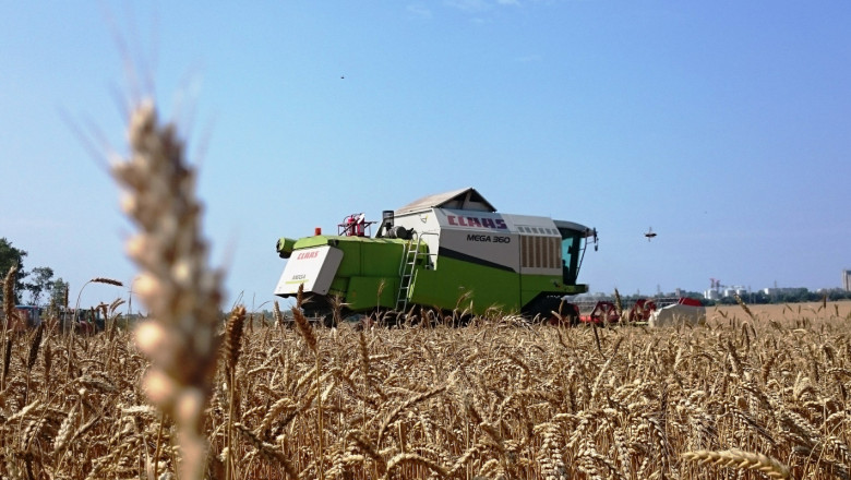Има надежда: Добри добиви от пшеница край Дунава