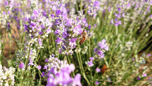 Тревога: Сушата продължава да мори пчелите в Добруджа