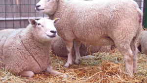 Овце порода тексел