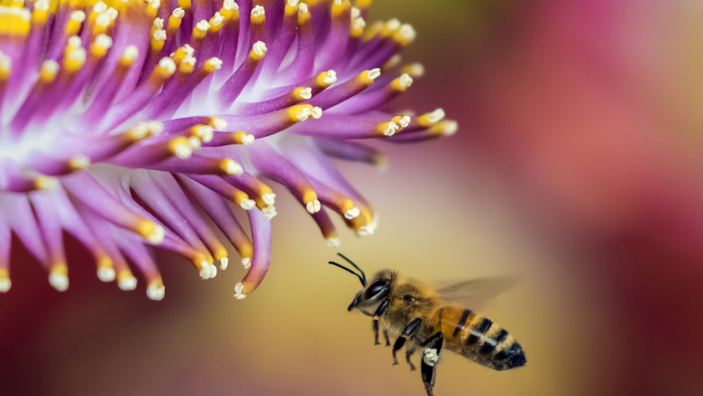 Маточината в пчеларството и кои растения могат да бъдат опасни за пчелите през периода на цъфтеж?