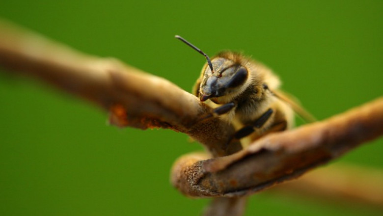 Експерти: Пчелна отрова убива коронавируса