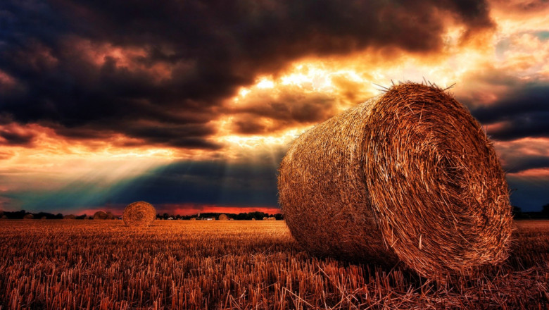 Зърнопроизводител: Печалба и инвестиции тази година няма да има