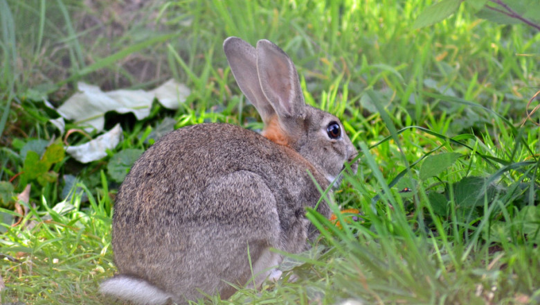 Опаразитяване на зайците с въшки и бълхи