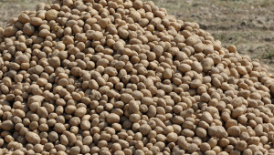 Субсидии: Плащат 1,8 млн лв. на картофопроизводителите