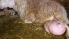 АСАФ - ASSAF чистокръвни кочове и агнета за разплод - Снимка 6