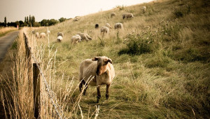 Колко струва на румънците отглеждането на една овца?