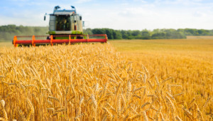 Пшеница: До 600 кг/дка стигат добивите във Врачанско