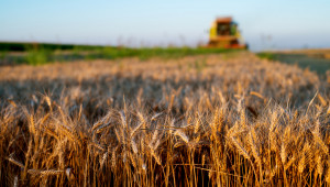Зърно: Светът очаква рекордна реколта и запаси
