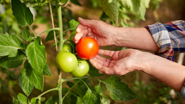 Кафявото набраздяване продължава да тормози доматите