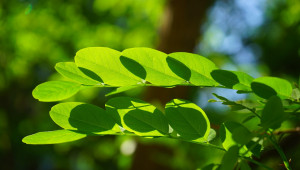 Сребърен лист - едно от най-странните заболявания по овощните дървета