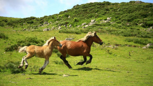 Цвят на косъма на конете