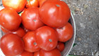 Продавам домати - Снимка 1