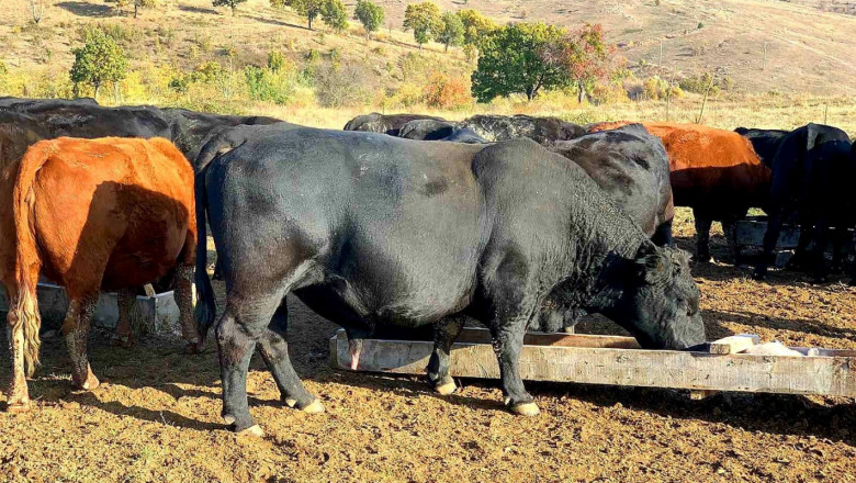 Фермер: Пасищното месодайно животновъдство е запълнена ниша