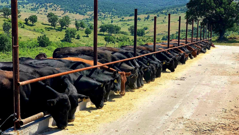 Фермер: Пасищното месодайно животновъдство е запълнена ниша
