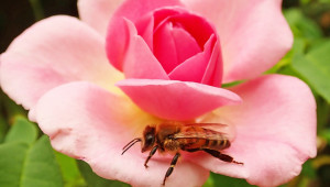 Делене на пчелните семейства наполовина