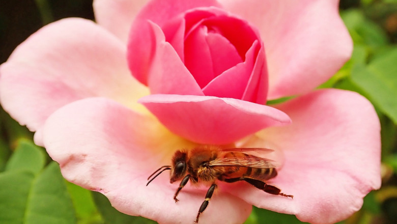 Делене на пчелните семейства наполовина