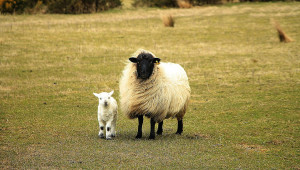 Как протича раждането при овцете?