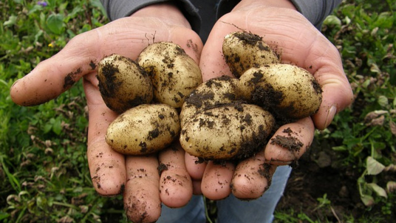 Растат площите с картофи