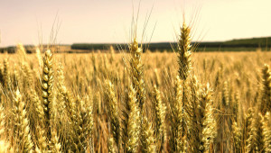 Добра новина: Чувствително раздвижване на зърнения пазар! - Agri.bg