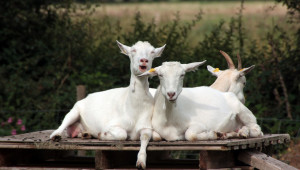 Хранене на козите - фуражи
