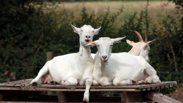 Хранене на козите - фуражи