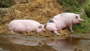 Парвовирозата при свинете