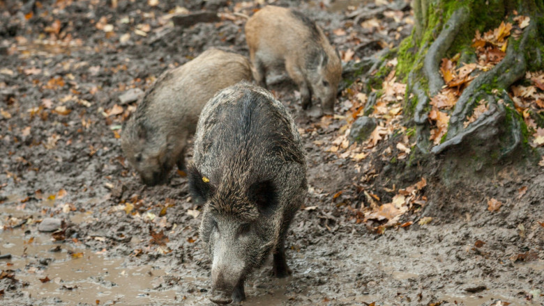 Десет нови случая на чума по свинете