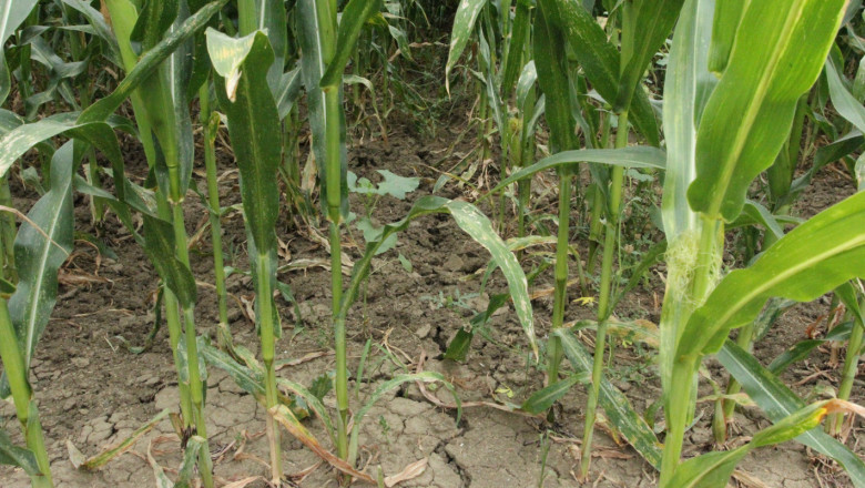Зърнопроизводители: Жътва на царевица няма да има