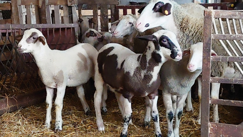Вдигат модерна овцеферма в община Тервел