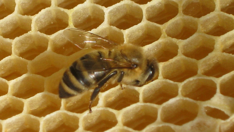 Пчелен восък