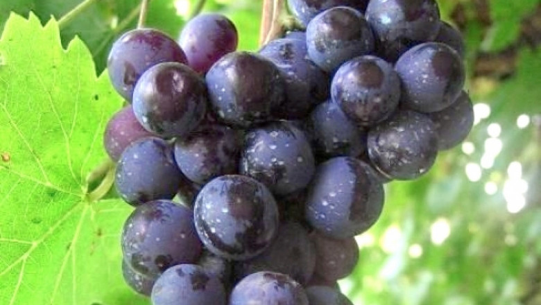 Мискет русенски е един от най-добрите ранозреещи десертни сортове с черно грозде