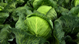 Зелето дава сигурност в зеленчуковото стопанство