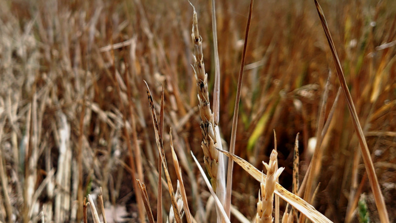 Суша и грешки - причини за лошата реколта от пшеница