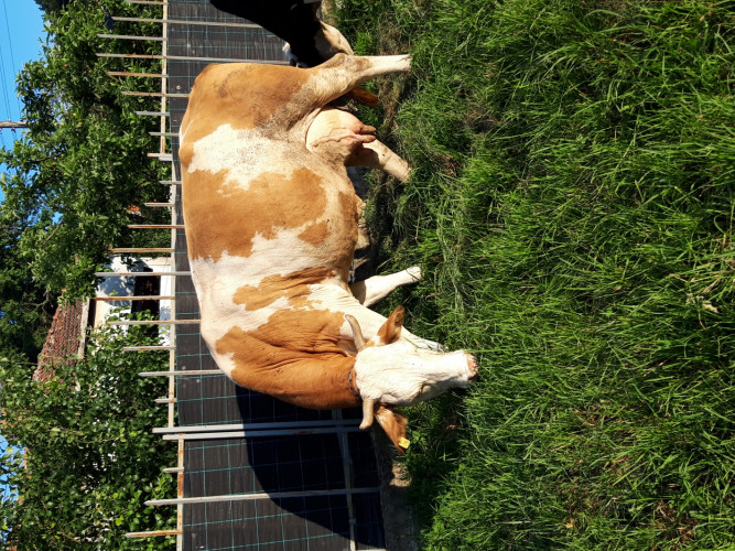 Продавам крава Симентал бременна в 6 месец - Снимка 2