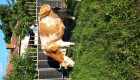 Продавам крава Симентал бременна в 6 месец - Снимка 3
