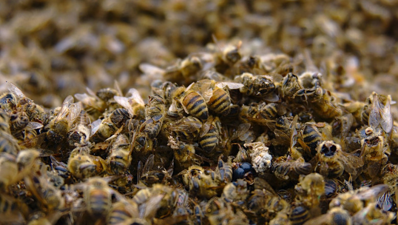 Масовият мор на пчели да се наказва със затвор